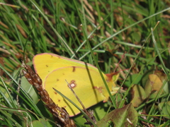 Colias eurytheme