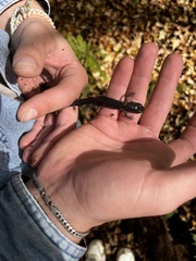 Plethodon montanus