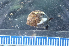Echinolittorina peruviana
