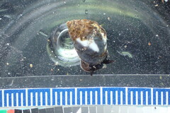 Echinolittorina peruviana