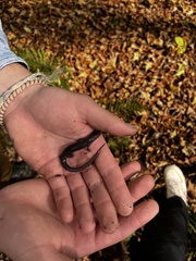 Plethodon montanus