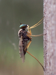 Dytomyia sordida