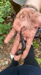 Desmognathus kanawha