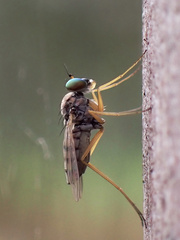 Dytomyia sordida