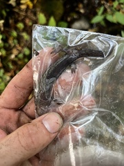 Desmognathus kanawha
