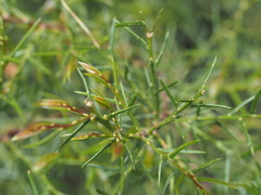 Acacia genistifolia