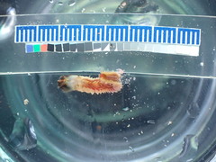 Phragmatopoma virgini