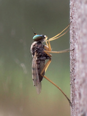Dytomyia sordida