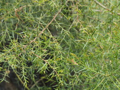 Acacia genistifolia
