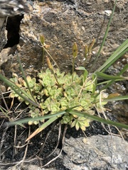 Draba