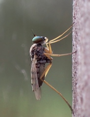 Dytomyia sordida