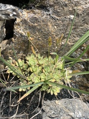 Draba