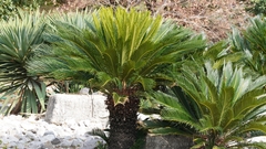 Cycas revoluta