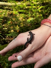 Plethodon montanus