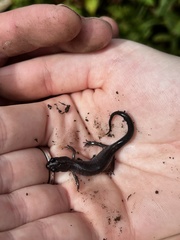 Plethodon montanus