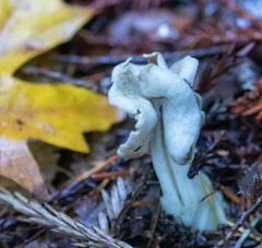 Helvella maculata