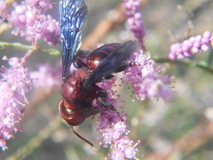 Andrena