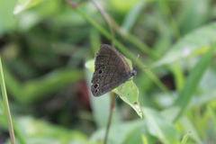 Hermeuptychia canthe