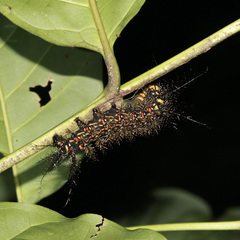 Pseudautomeris salmonea