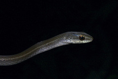 Mastigodryas boddaerti