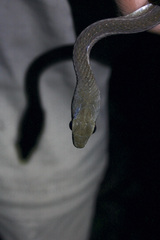 Mastigodryas boddaerti