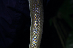 Mastigodryas boddaerti