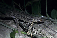 Thecadactylus rapicauda