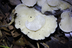 Favolus brasiliensis