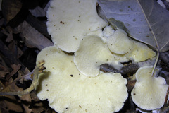 Favolus brasiliensis