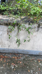 Paederia foetida