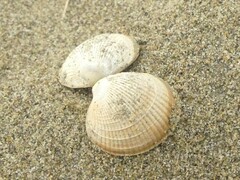 Austrovenus stutchburyi