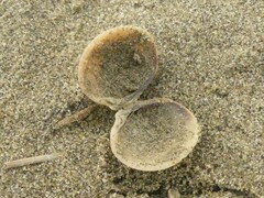 Austrovenus stutchburyi