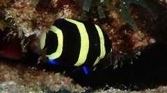 Pomacanthus arcuatus