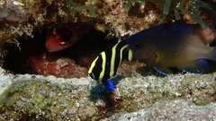Pomacanthus arcuatus