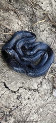 Lampropeltis nigra