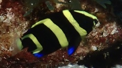Pomacanthus arcuatus