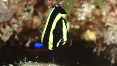Pomacanthus arcuatus