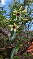 Stomatostemma monteiroae