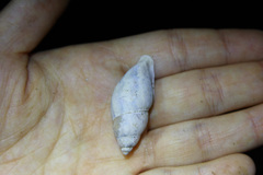 Plekocheilus glaber