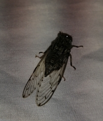 Cicadoidea