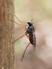 Dytomyia sordida