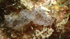 Clavelina picta