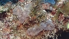 Clavelina picta