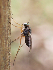 Dytomyia sordida