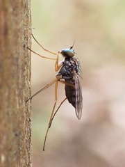 Dytomyia sordida