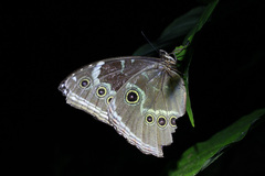 Morpho helenor