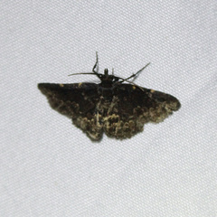 Prosoparia
