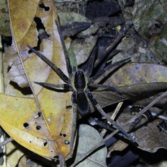 Ancylometes bogotensis