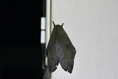 Pseudautomeris latus