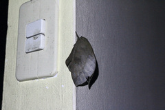 Pseudautomeris latus